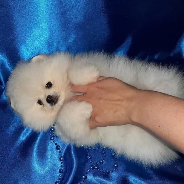 regalo  volpino pomerania mini toy ———!!!! | Foto 0