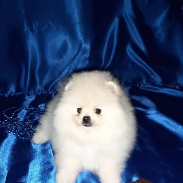 regalo  volpino pomerania mini toy ———!!!!