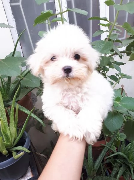 maschio e femmmina maltese  gratuito  | Foto 0