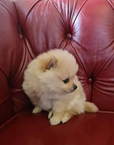 maschio e femmmina pomeranian gratuito  | Foto 0
