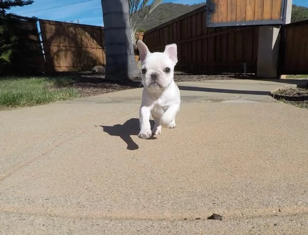 vendita cucciolo bellissimi cuccioli di bulldog francese | Foto 0