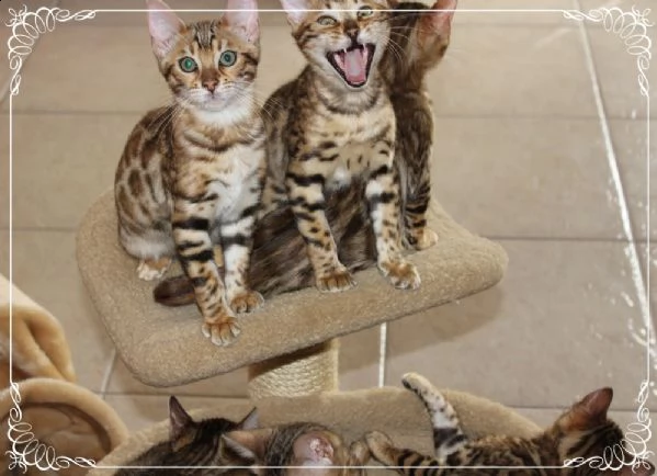 bengala nuovi cuccioli genealogia