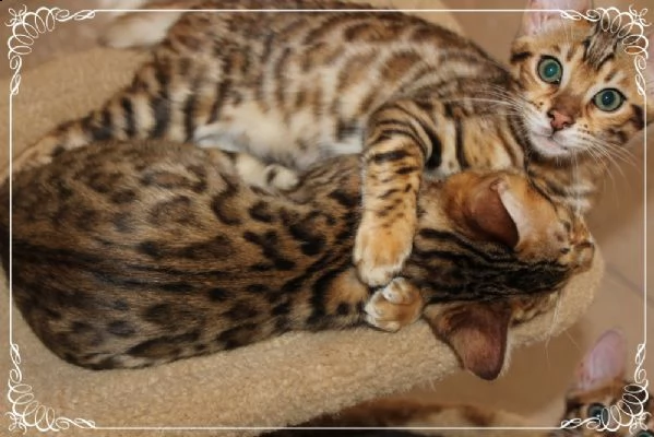 bengala nuovi cuccioli genealogia | Foto 0