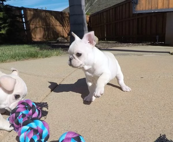 [at][at][at]bellissimi cuccioli di bulldog francese[at][at][at][at]>>>> | Foto 1