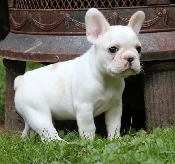 [at][at][at]bellissimi cuccioli di bulldog francese[at][at][at][at]>>>> | Foto 0
