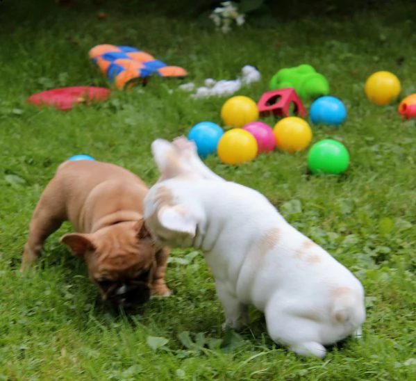 [at][at][at]bellissimi cuccioli di bulldog francese[at][at][at][at]>>>>
