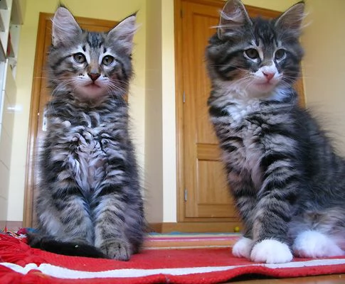 gatti norvegesi delle foreste | Foto 1