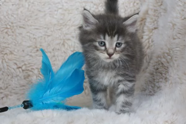 bellissimi cuccioli di norvegese delle foreste  | Foto 4