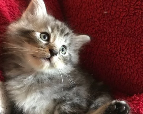 bellissimi cuccioli di norvegese delle foreste  | Foto 3