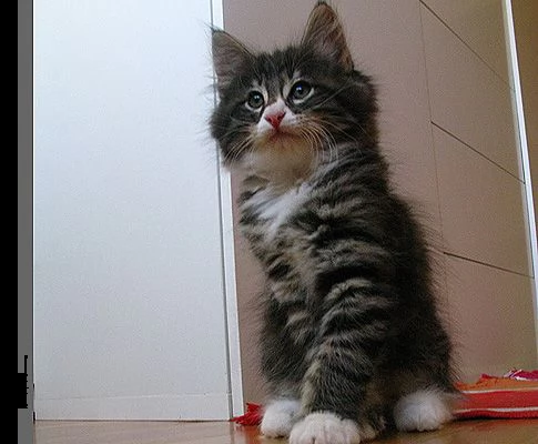 bellissimi cuccioli di norvegese delle foreste 