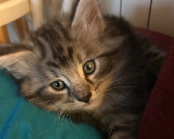 bellissimi cuccioli di norvegese delle foreste  | Foto 2