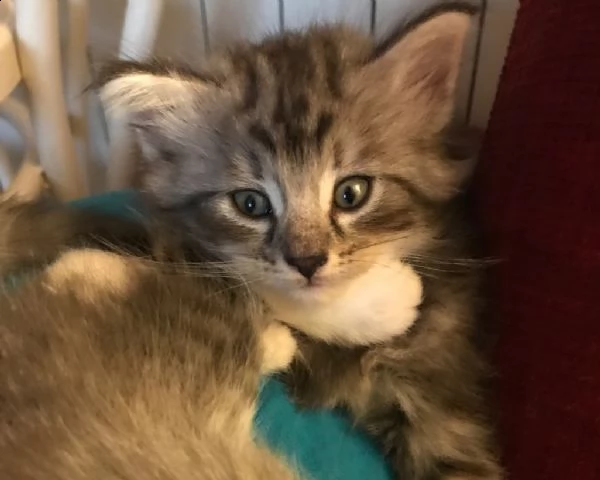 bellissimi cuccioli di norvegese delle foreste  | Foto 1