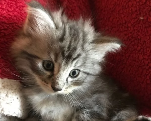 bellissimi cuccioli di norvegese delle foreste  | Foto 0