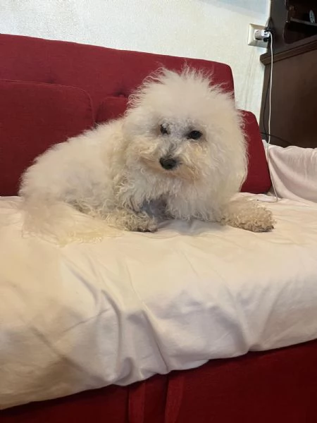 Vendita Cucciola di taglia piccola 2/3 mesi BOLOGNESE da privato | Foto 16