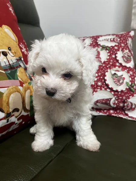 Vendita Cucciola di taglia piccola 2/3 mesi BOLOGNESE da privato