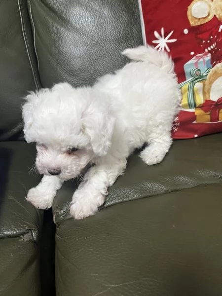 Vendita Cucciola di taglia piccola 2/3 mesi BOLOGNESE da privato | Foto 15