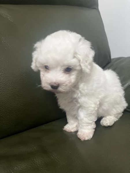 Vendita Cucciola di taglia piccola 2/3 mesi BOLOGNESE da privato | Foto 14