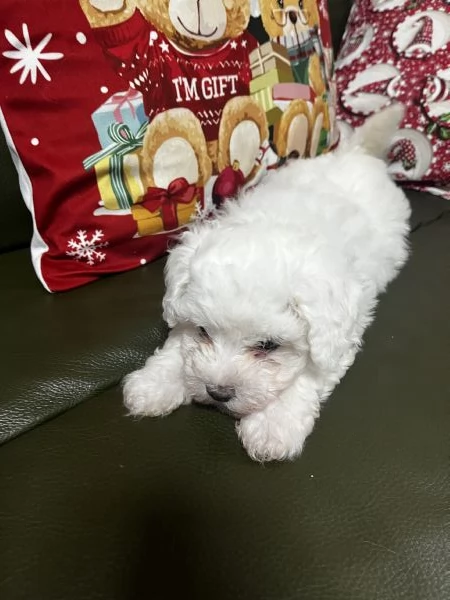 Vendita Cucciola di taglia piccola 2/3 mesi BOLOGNESE da privato | Foto 13