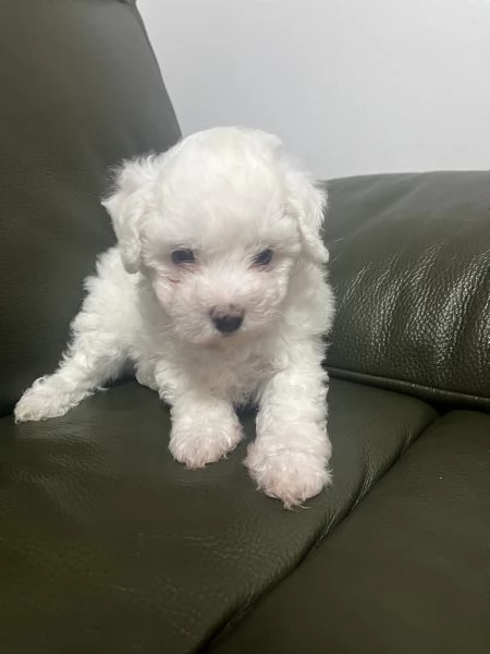 Vendita Cucciola di taglia piccola 2/3 mesi BOLOGNESE da privato | Foto 12