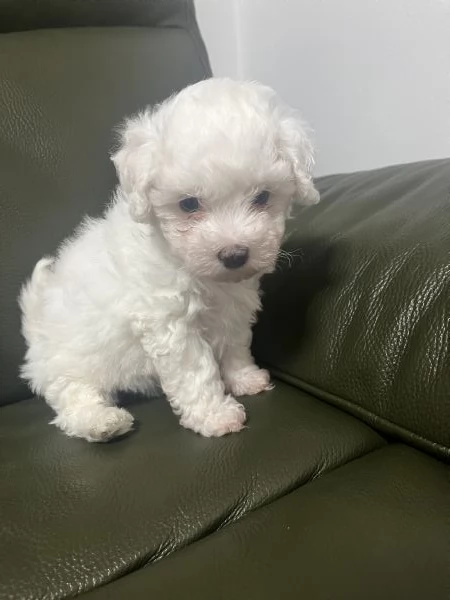 Vendita Cucciola di taglia piccola 2/3 mesi BOLOGNESE da privato | Foto 11