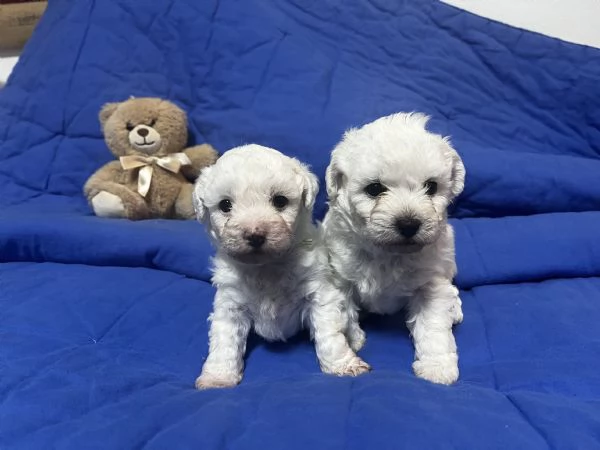 Vendita Cucciola di taglia piccola 2/3 mesi BOLOGNESE da privato | Foto 10