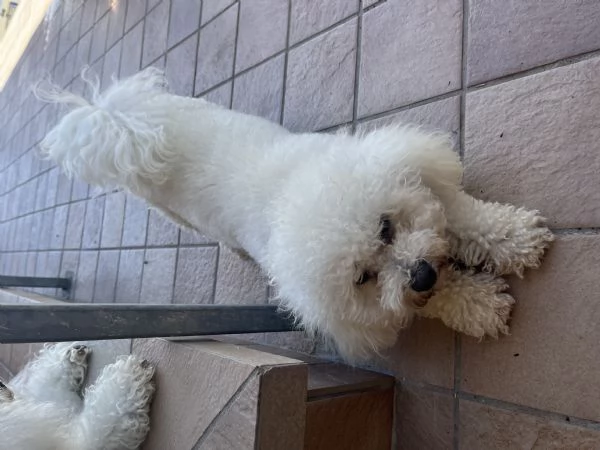 Vendita Cucciola di taglia piccola 2/3 mesi BOLOGNESE da privato | Foto 9