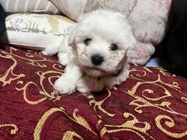 Vendita Cucciola di taglia piccola 2/3 mesi BOLOGNESE da privato | Foto 8