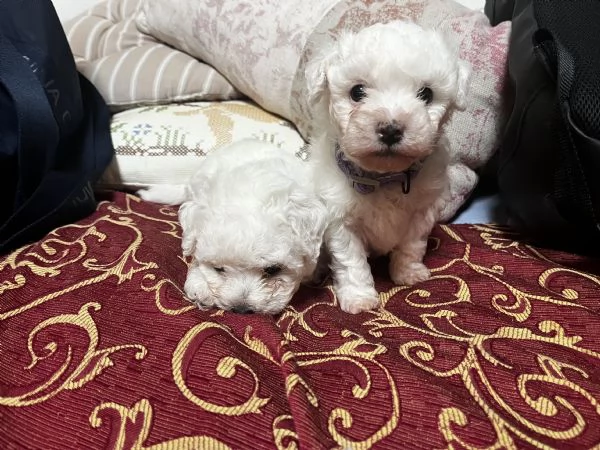 Vendita Cucciola di taglia piccola 2/3 mesi BOLOGNESE da privato | Foto 7