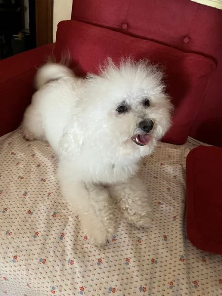 Vendita Cucciola di taglia piccola 2/3 mesi BOLOGNESE da privato | Foto 6