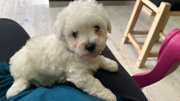 Vendita Cucciola di taglia piccola 2/3 mesi BOLOGNESE da privato | Foto 5