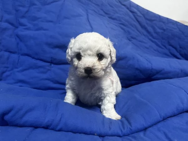 Vendita Cucciola di taglia piccola 2/3 mesi BOLOGNESE da privato | Foto 4