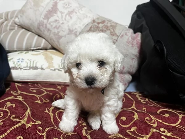 Vendita Cucciola di taglia piccola 2/3 mesi BOLOGNESE da privato | Foto 3