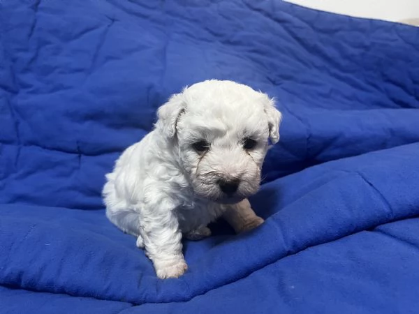 Vendita Cucciola di taglia piccola 2/3 mesi BOLOGNESE da privato | Foto 2