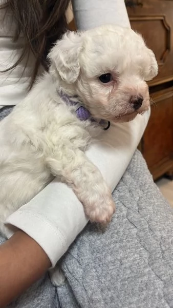 Vendita Cucciola di taglia piccola 2/3 mesi BOLOGNESE da privato | Foto 1