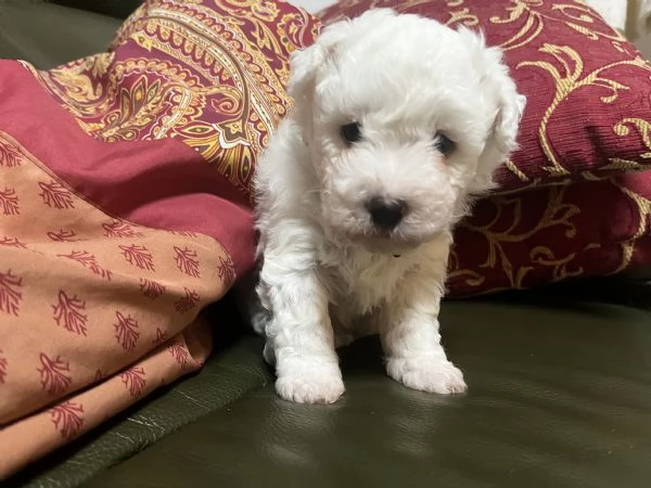 Vendita Cucciola di taglia piccola 2/3 mesi BOLOGNESE da privato | Foto 0