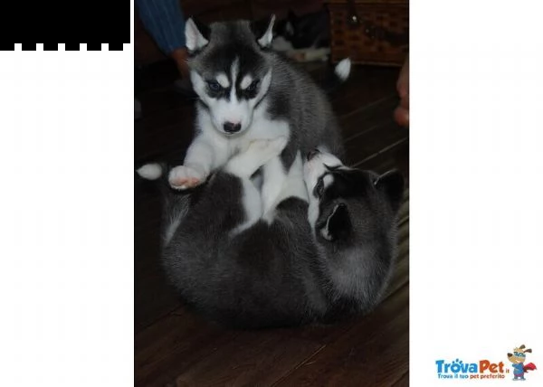  cucciolo siberian husky, cucciole alta genealogia