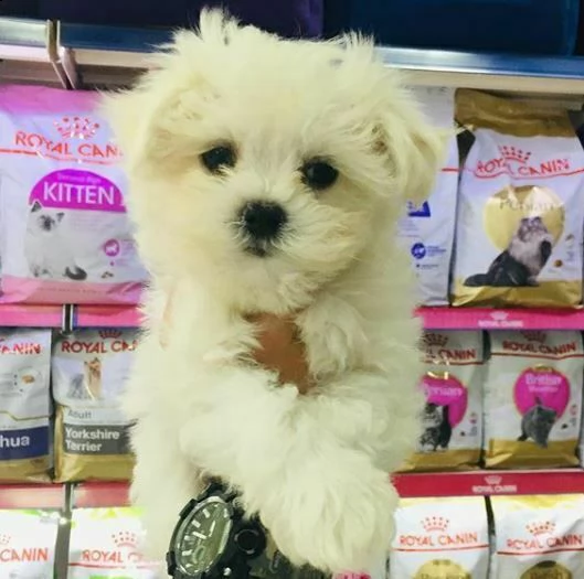  cucciolo di maltese femmina