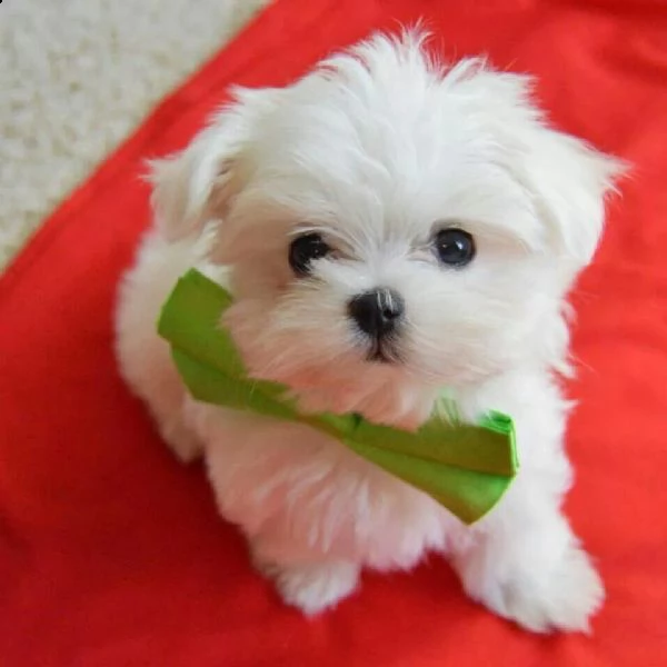 (maltese toy mini cucciolo maschio con pedigree)