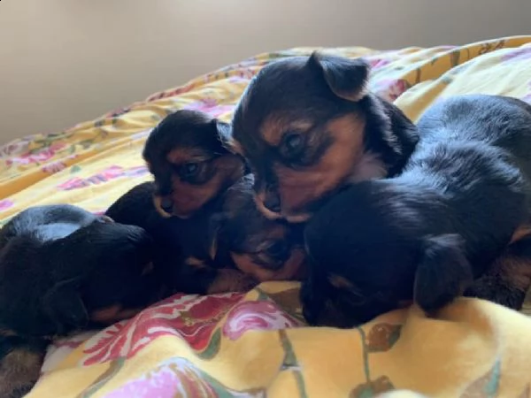 bellissimi cuccioli di yorkie in vendita | Foto 4