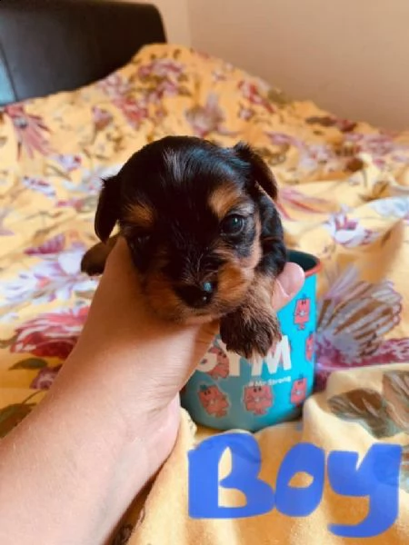 bellissimi cuccioli di yorkie in vendita | Foto 3