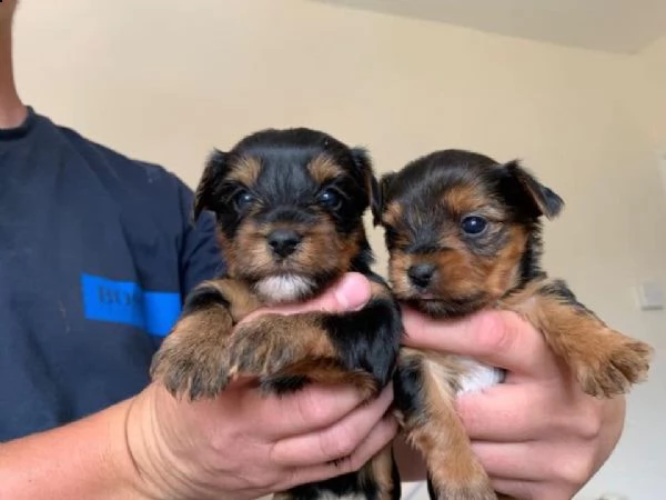 bellissimi cuccioli di yorkie in vendita | Foto 2