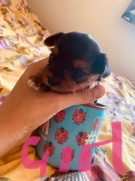 bellissimi cuccioli di yorkie in vendita | Foto 1