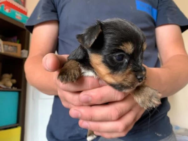 bellissimi cuccioli di yorkie in vendita | Foto 0