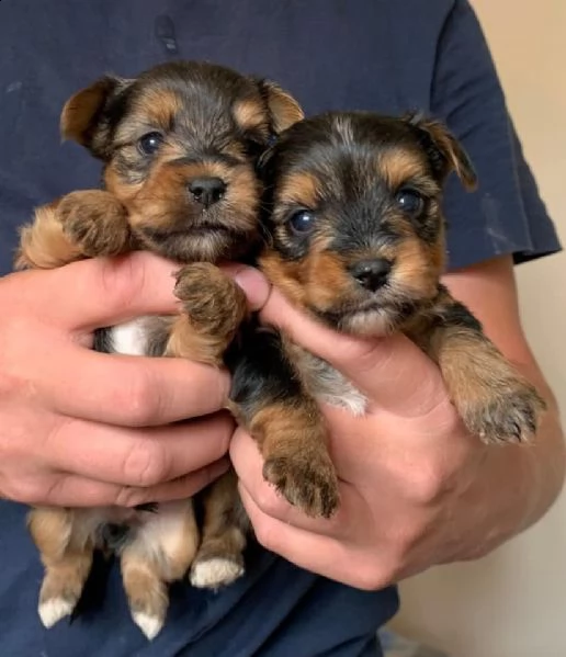 bellissimi cuccioli di yorkie in vendita