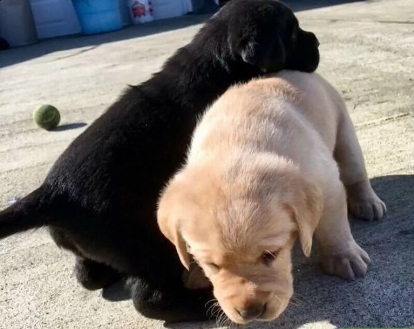 cuccioli di labrador disponibili