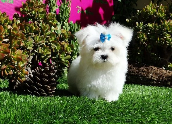 cuccioli maltesi disponibili per una nuova casa