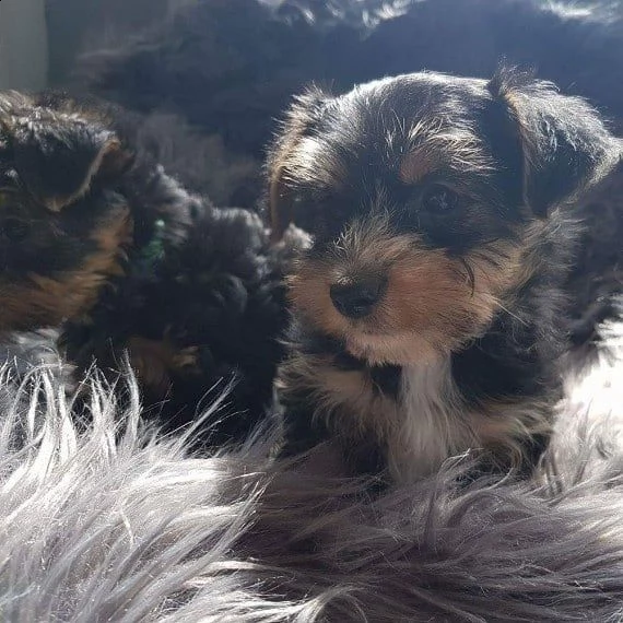 cuccioli yorkshire disponibili (1 maschio e 1 femmina)