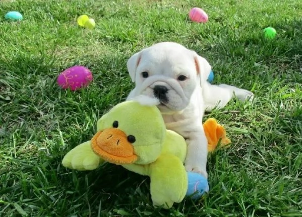 disponibili cuccioli di bulldog inglese (1 maschio e 1 femmina)