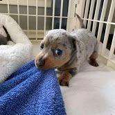 cuccioli di bassotto