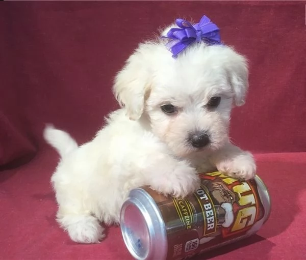 cuccioli di maltese toy maschio e femmina